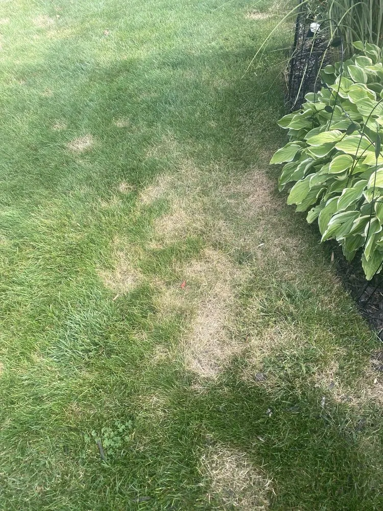 Local yard maintenance for beautiful yards across Muskegon, MI - AAA Lawn Care