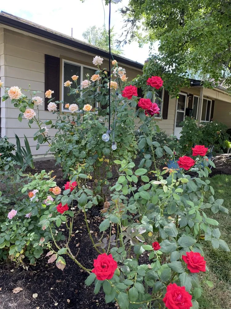 Trusted yard maintenance in Portland, OR - AAA Lawn Maintenance and Clean-Up