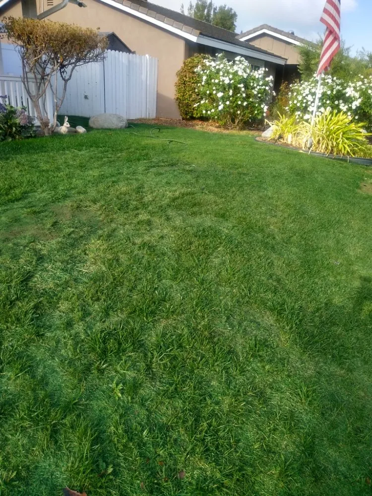 Expert lawn care service in Canoga Park, CA - AAA Lawn Painting