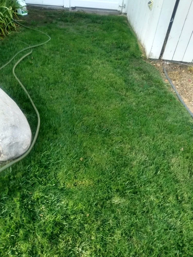 Expert landscape design for beautiful yards across Canoga Park, CA - AAA Lawn Painting