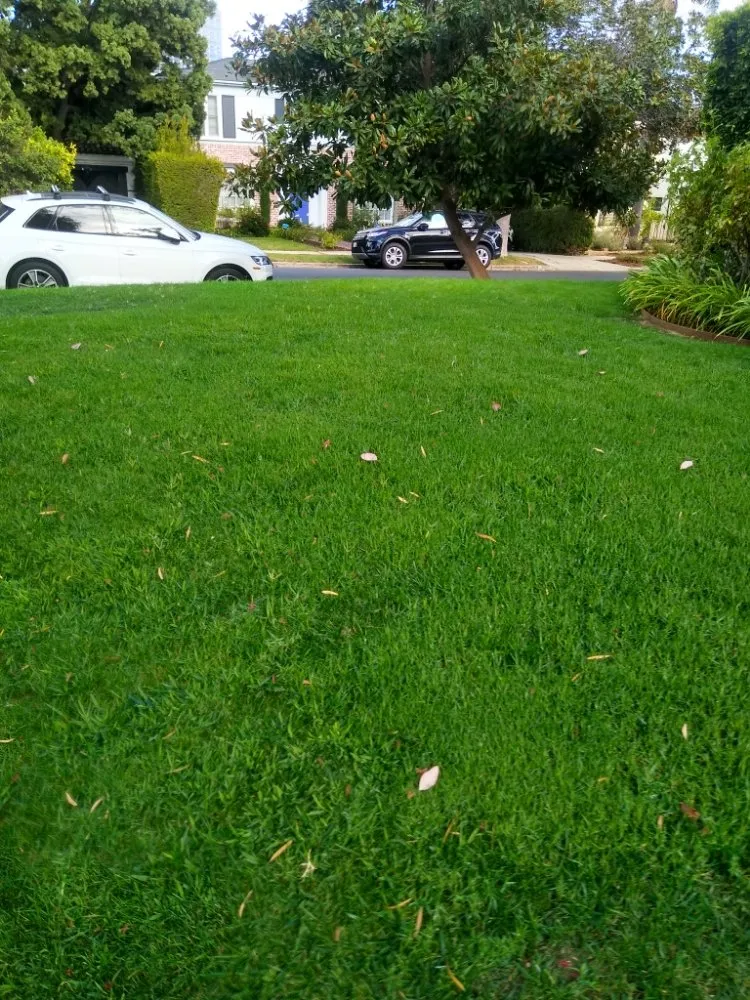 Reliable landscape design experts serving Canoga Park, CA - AAA Lawn Painting