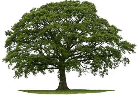 Expert landscaping services in Hialeah, FL - AAA Leyva Sprinkler