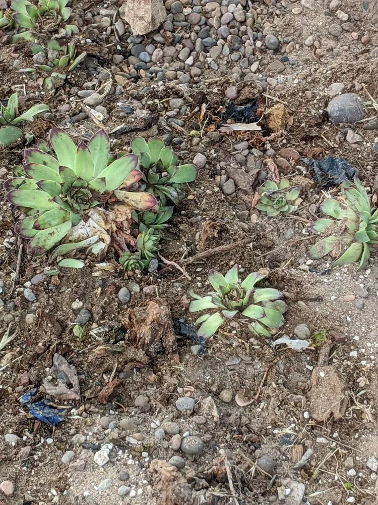 Reliable lawn mowing service in Albuquerque, NM by Aaa Lujan Landscaping