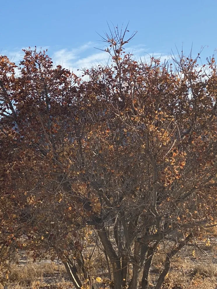 Professional yard maintenance for beautiful yards across Albuquerque, NM - Aaa Lujan Landscaping