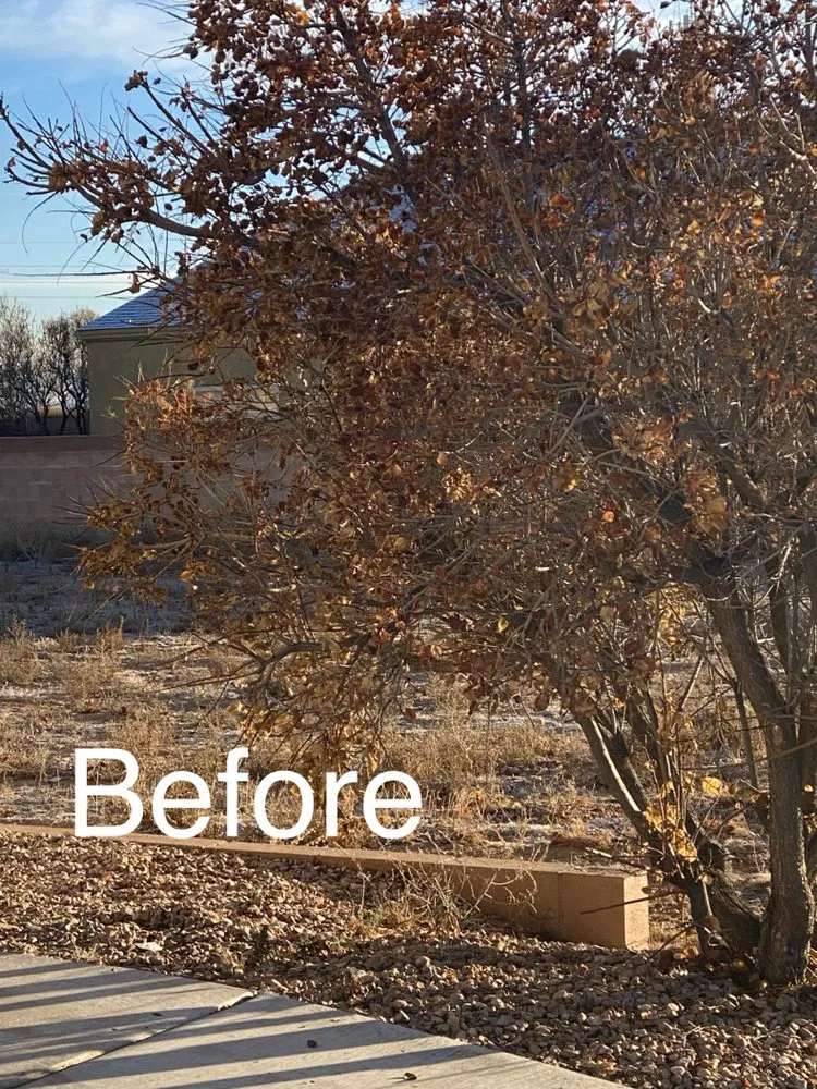 Trusted yard maintenance in Albuquerque, NM - Aaa Lujan Landscaping