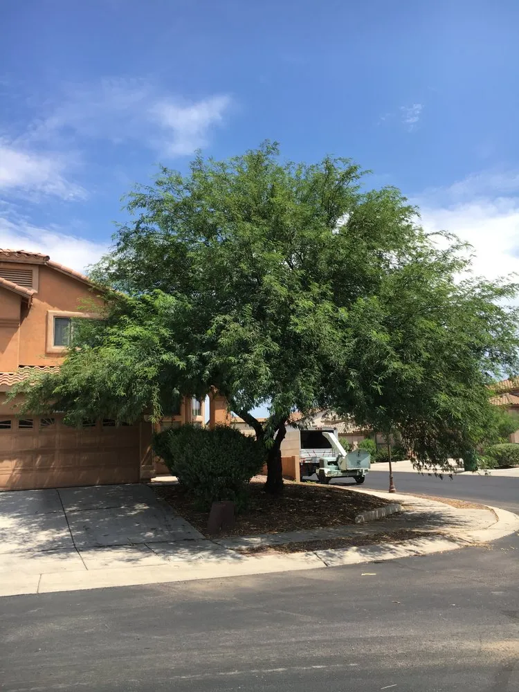 Top-rated lawn care service in Tucson, AZ by AAA Mammoth Tree and Landscaping