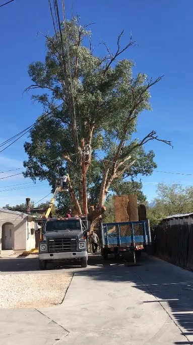 Custom landscape installation for outdoor upgrades across Tucson, AZ - AAA Mammoth Tree and Landscaping