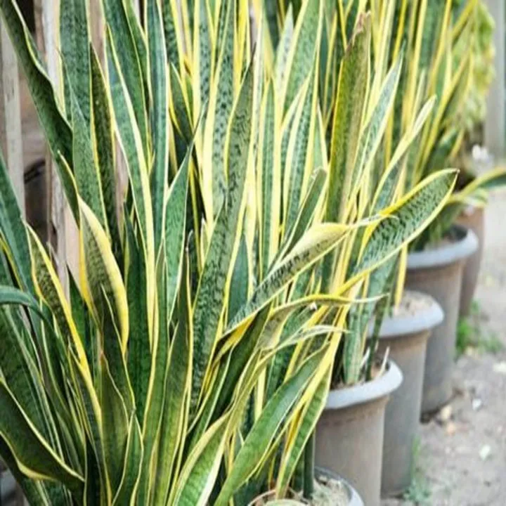 Top-rated garden landscaping for outdoor upgrades across Honolulu, HI - AAA Plantscapes Hawaii