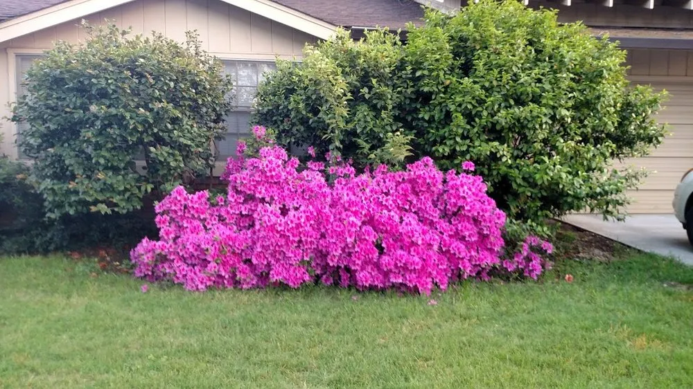 Expert landscape design near you in Chico, CA by AAA Plus Services