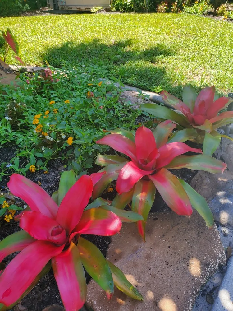 Local outdoor landscaping for residential properties in Fort Myers, FL by AAA Property Maintenance