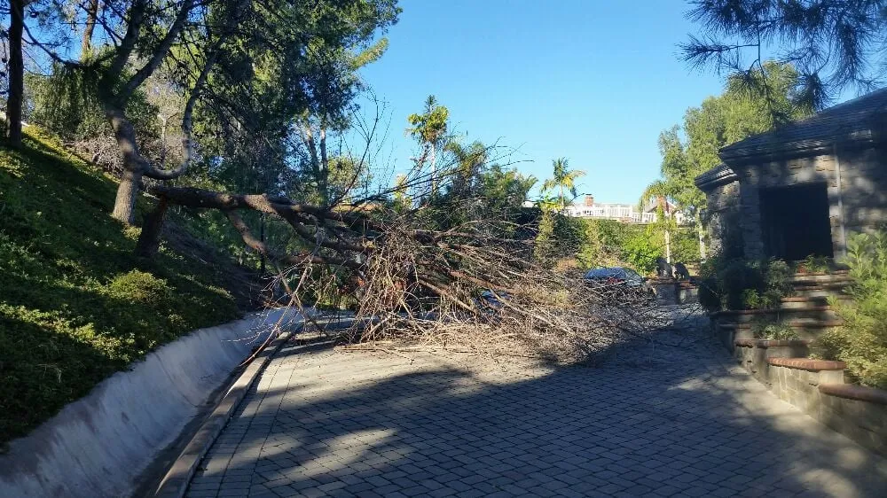 Expert landscape design for outdoor upgrades in Tustin, CA by Aaa Tree Care