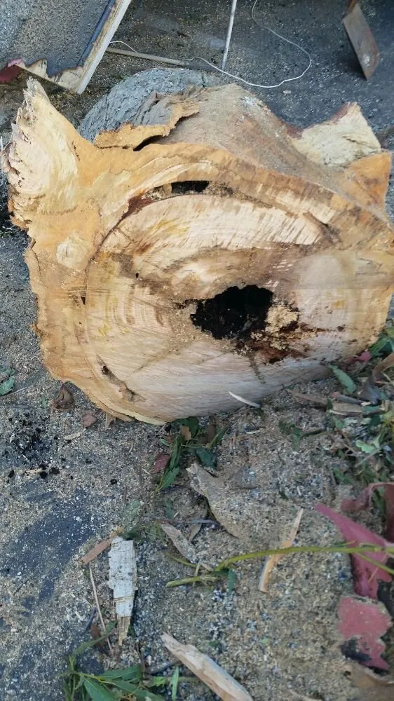 Local landscape installation in Tustin, CA - Aaa Tree Care