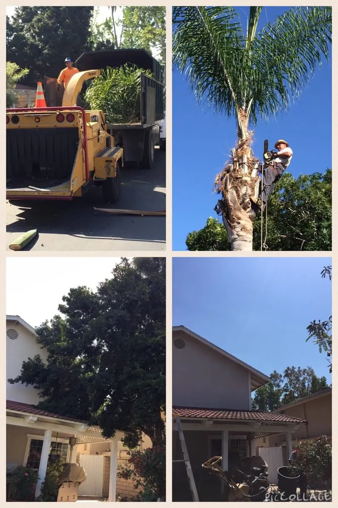 Expert lawn care service experts serving Tustin, CA - Aaa Tree Care