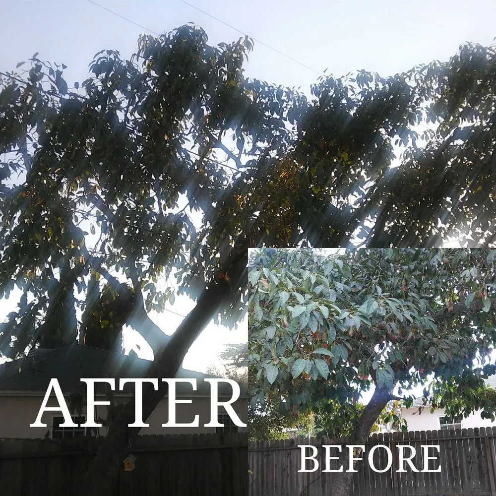 Affordable lawn care service near you across Tustin, CA - Aaa Tree Care