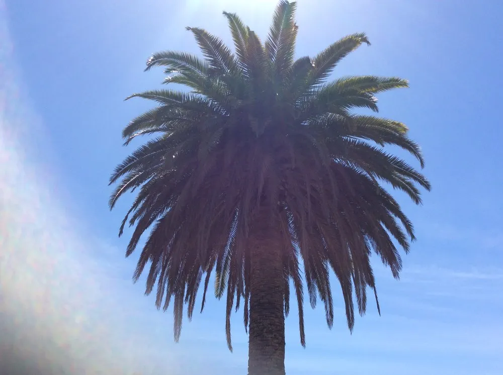 Affordable landscaping services for beautiful yards across Tustin, CA - Aaa Tree Care