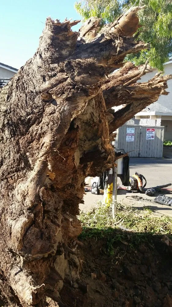 Custom landscape design in Tustin, CA by Aaa Tree Care