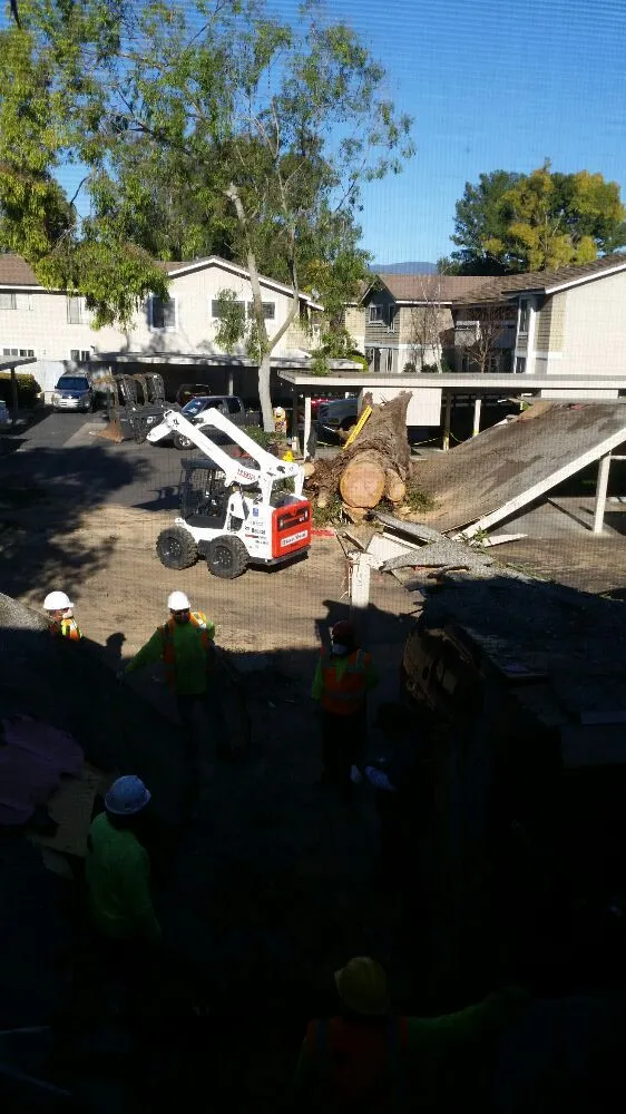 Affordable landscaping services for year-round maintenance in Tustin, CA by Aaa Tree Care