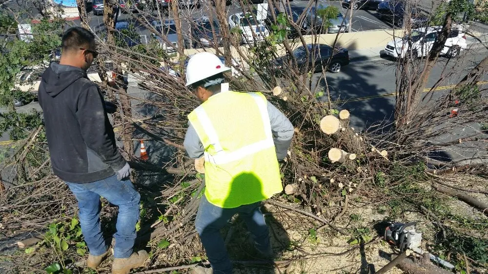 Expert lawn mowing service with custom design in Tustin, CA by Aaa Tree Care