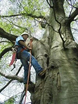 Professional yard maintenance in Tustin, CA by Aaa Tree Care