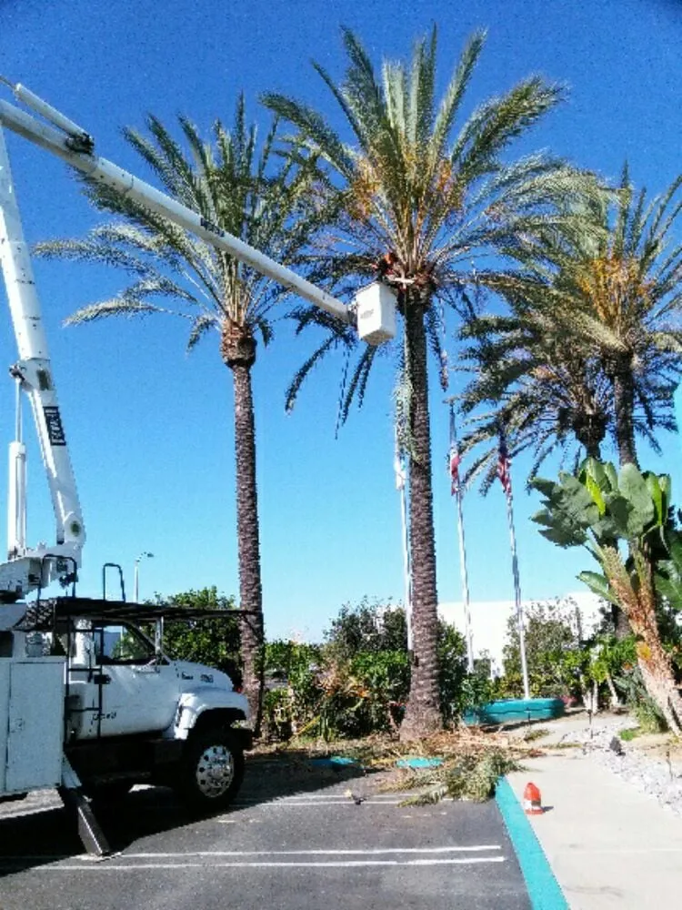 Trusted landscaping services experts serving Tustin, CA - Aaa Tree Care