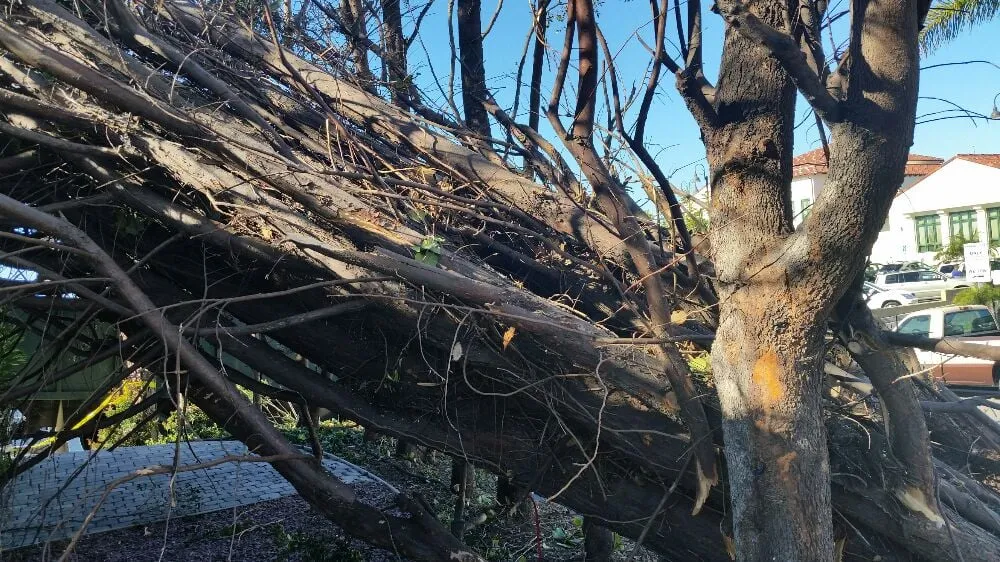 Expert landscaping services for homes in Tustin, CA by Aaa Tree Care