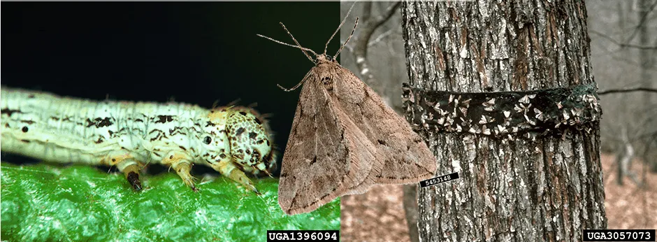 Professional landscape design experts serving Charlotte, NC - AAA Tree Experts