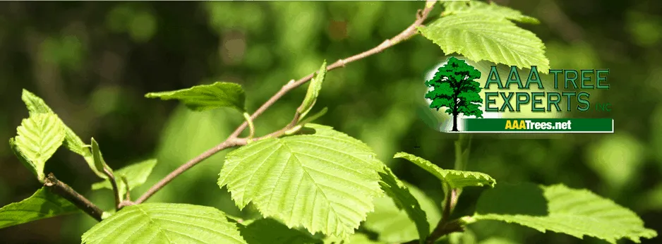 Top-rated yard maintenance with custom design across Charlotte, NC - AAA Tree Experts