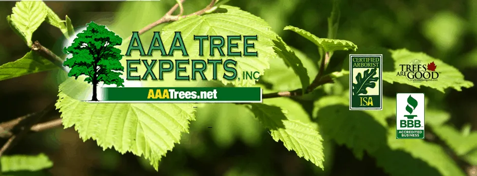 Reliable landscape design for year-round maintenance across Charlotte, NC - AAA Tree Experts