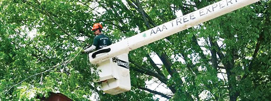 Professional landscape design in Charlotte, NC - AAA Tree Experts