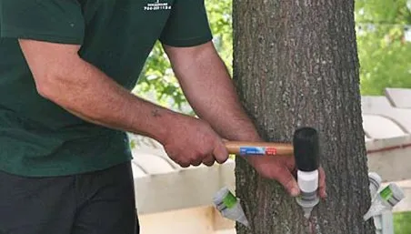 Professional garden landscaping for homes in Charlotte, NC by AAA Tree Experts