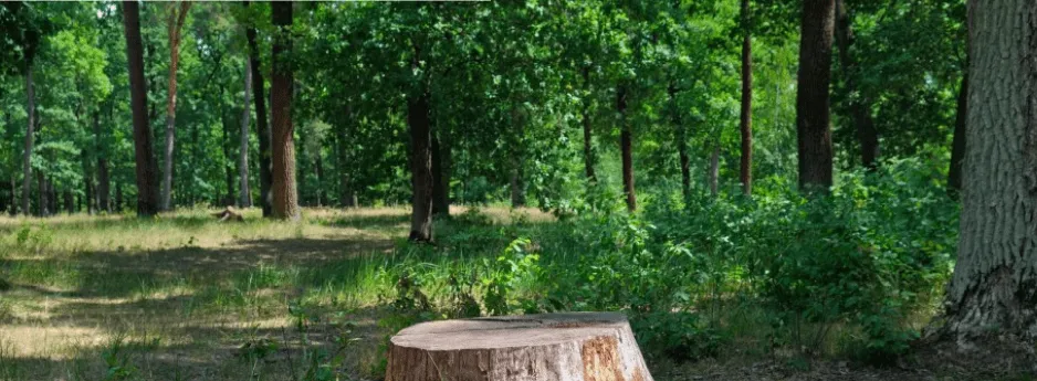 Trusted residential landscaping in Charlotte, NC by AAA Tree Experts