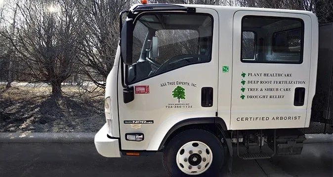 Reliable yard cleanup service in Charlotte, NC - AAA Tree Experts