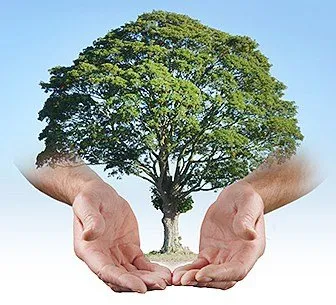 Top-rated yard cleanup service in Charlotte, NC - AAA Tree Experts