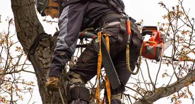 Local lawn mowing service in Charlotte, NC - AAA Tree Experts