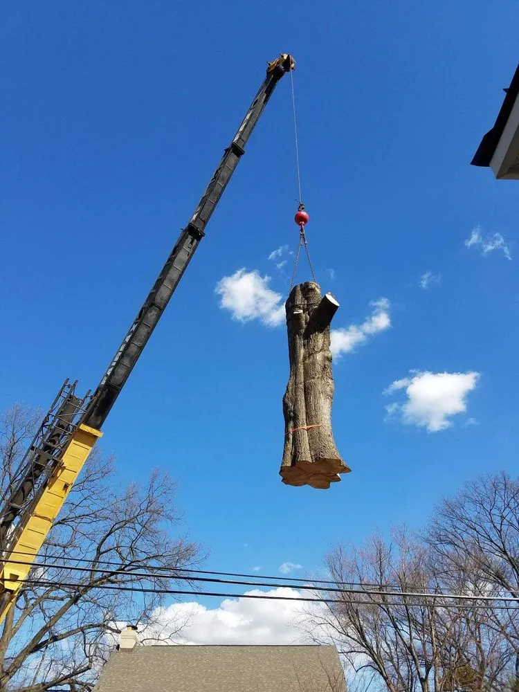 Top-rated yard maintenance in Alexandria, VA - AAA Tree Service