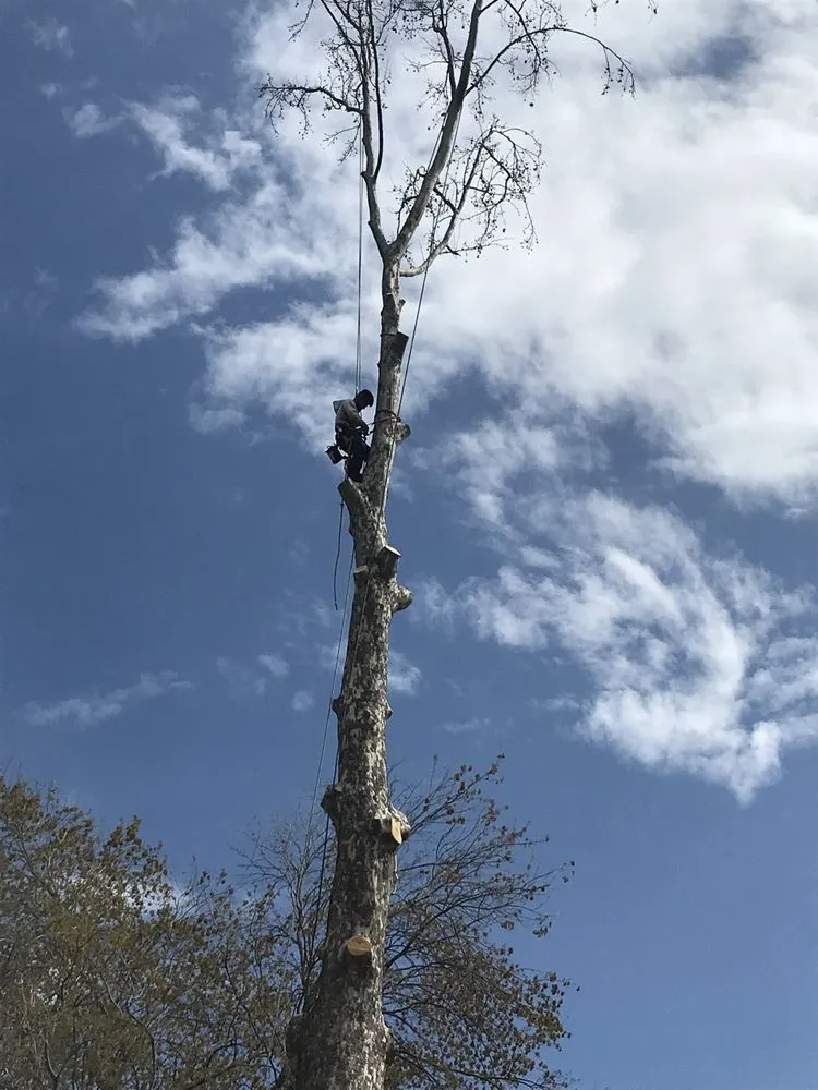 Custom landscaping services experts serving Alexandria, VA - AAA Tree Service