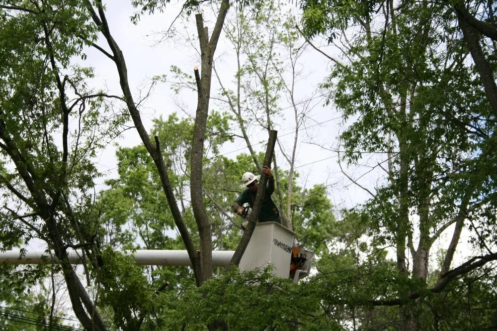 Custom yard maintenance in Alexandria, VA by AAA Tree Service