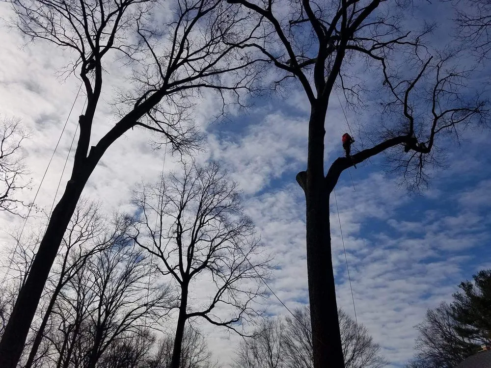 Top-rated lawn mowing service near you across Alexandria, VA - AAA Tree Service