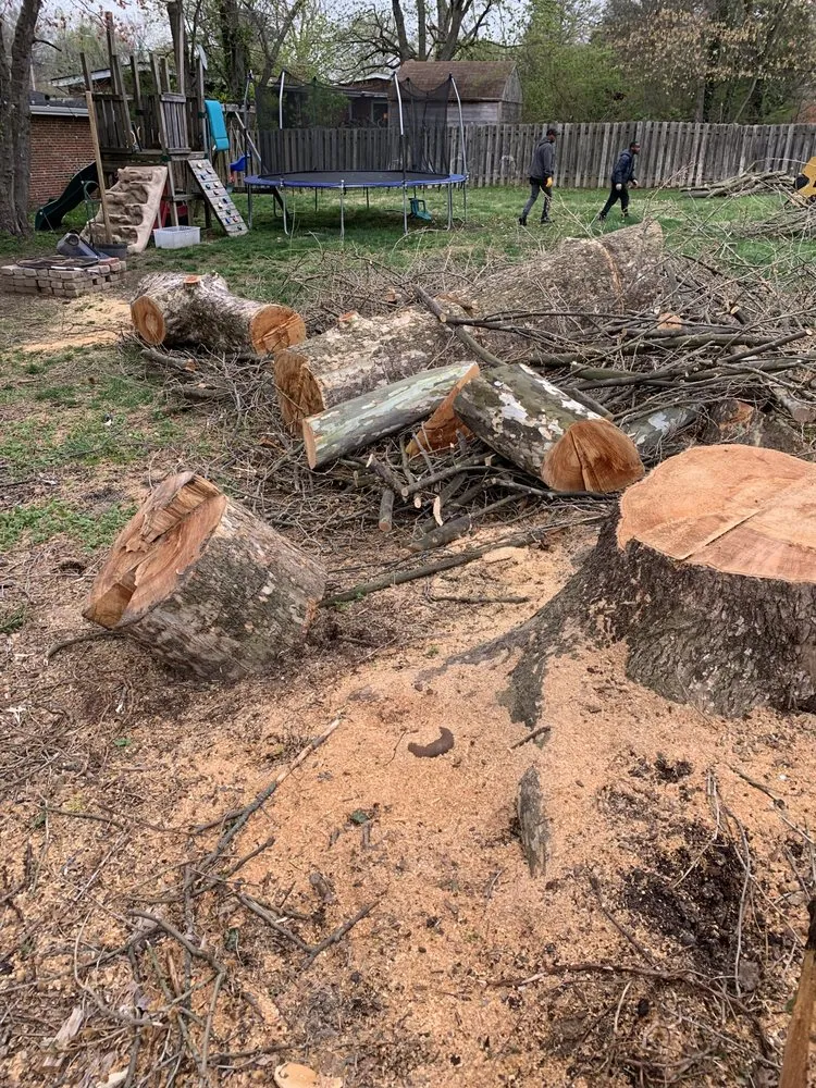 Professional landscaping services for beautiful yards in Alexandria, VA by AAA Tree Service