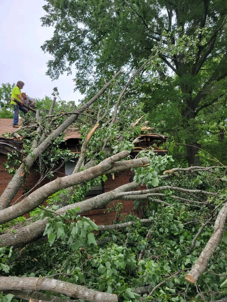 Expert yard maintenance in Trenton, TN - AAA Tree Service