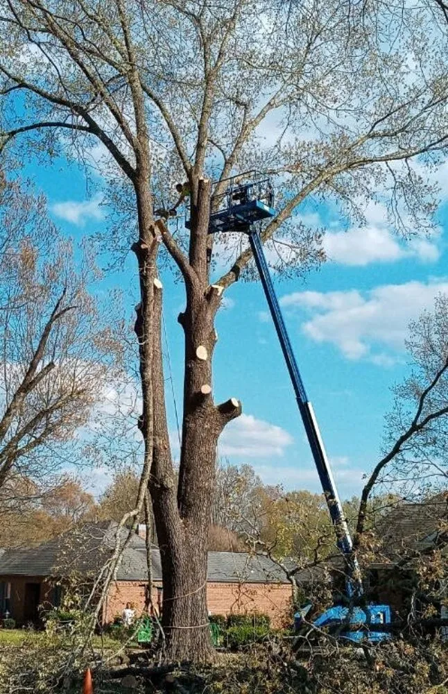 Affordable landscaping services with custom design across Trenton, TN - AAA Tree Service