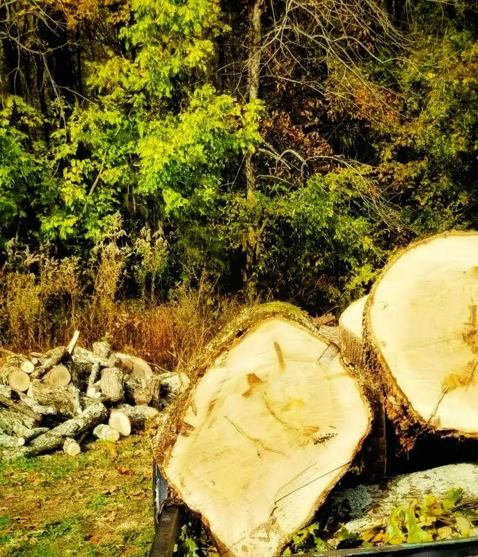 Expert landscaping services in Trenton, TN - AAA Tree Service