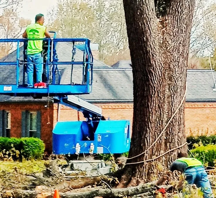 Top-rated yard maintenance in Trenton, TN - AAA Tree Service