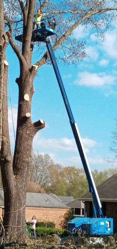 Top-rated lawn mowing service in Trenton, TN by AAA Tree Service