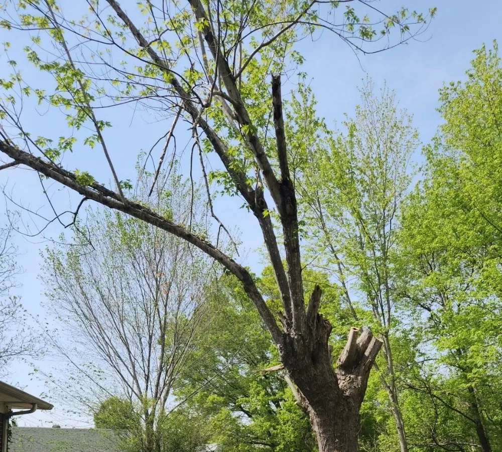 Local lawn care service for outdoor upgrades across Trenton, TN - AAA Tree Service