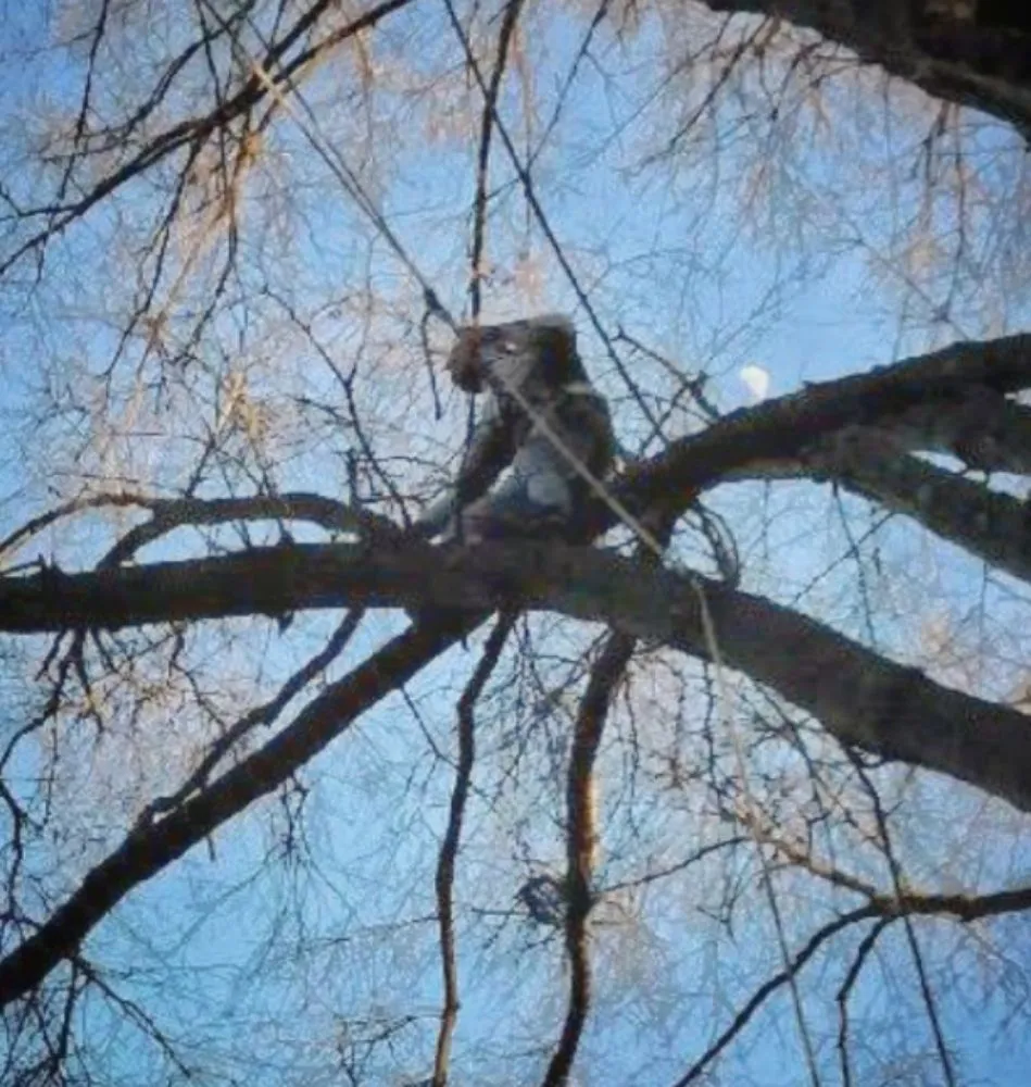 Top-rated outdoor landscaping for beautiful yards in Trenton, TN by AAA Tree Service