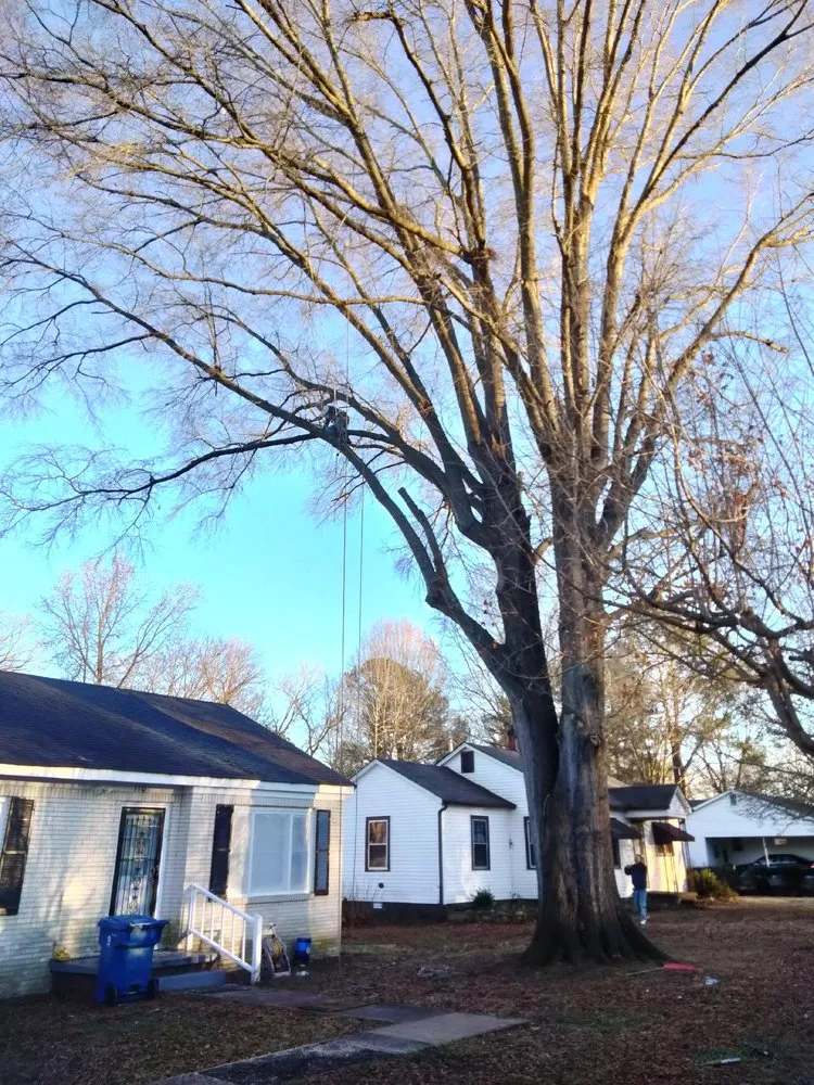 Expert residential landscaping in Trenton, TN - AAA Tree Service