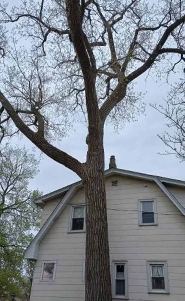 Custom landscape installation in Des Plaines, IL - AAA Tree Solutions