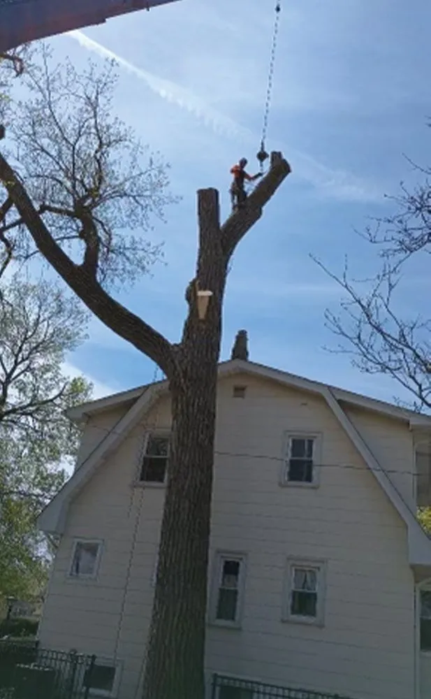 Expert lawn mowing service with custom design in Des Plaines, IL by AAA Tree Solutions