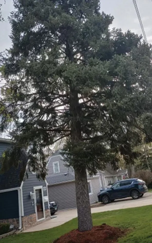 Expert landscape design in Des Plaines, IL by AAA Tree Solutions